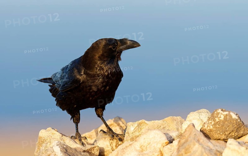Raven (Corvus corax), semi-desert, Fuerteventura, Spain