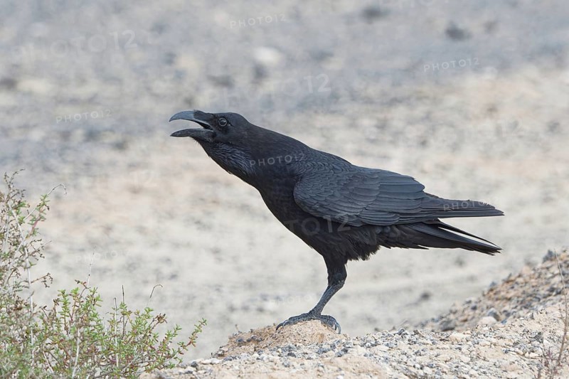 Common raven (Corvus corax) Semi-desert, Fuerteventura, Spain