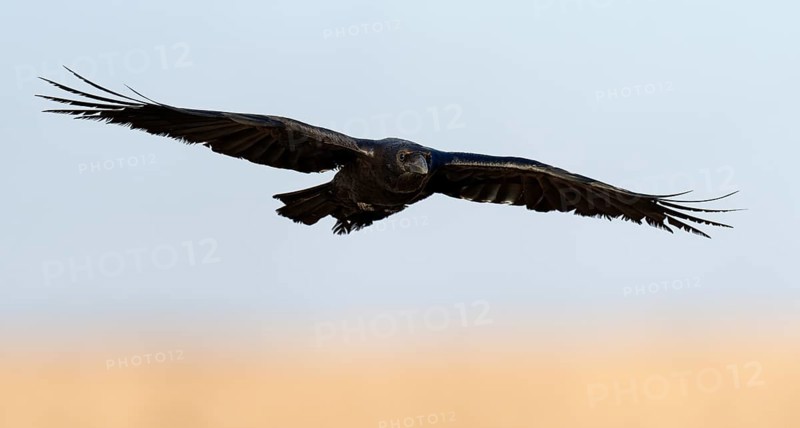 Raven (Corvus corax), flight, semi-desert, Fuerteventura, Spain
