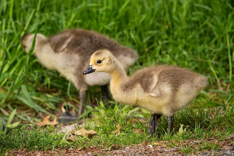 Canada goose (Branta canadensis), chicks in a meadow. Lake Mangamahoe, North Island, New Zealand