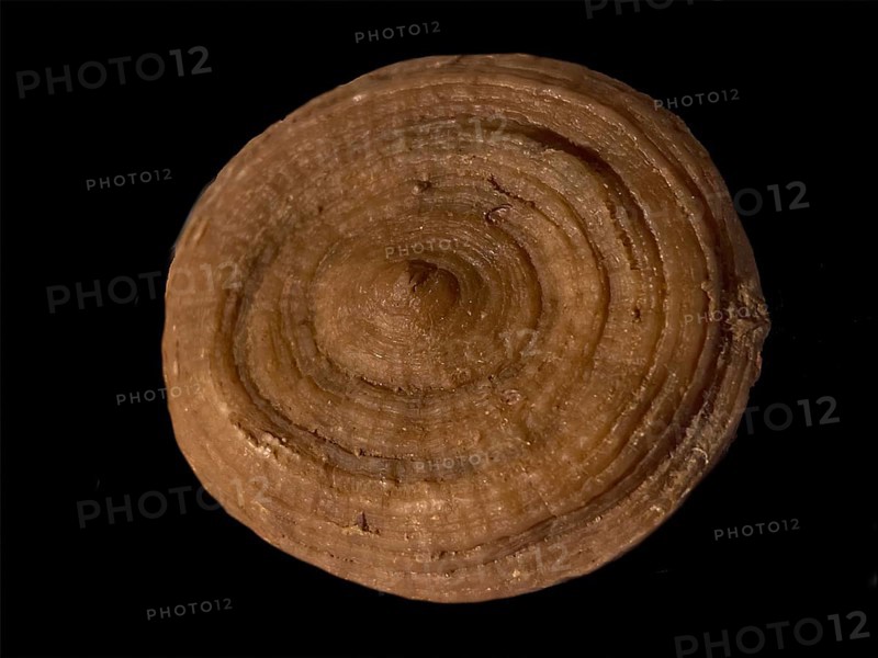 Fossil coral, petrification, Cunnolites sp., fossil, chalk, Santonium, Gosau layers, around 80 million years old, Russbach, Salzburg, Austria