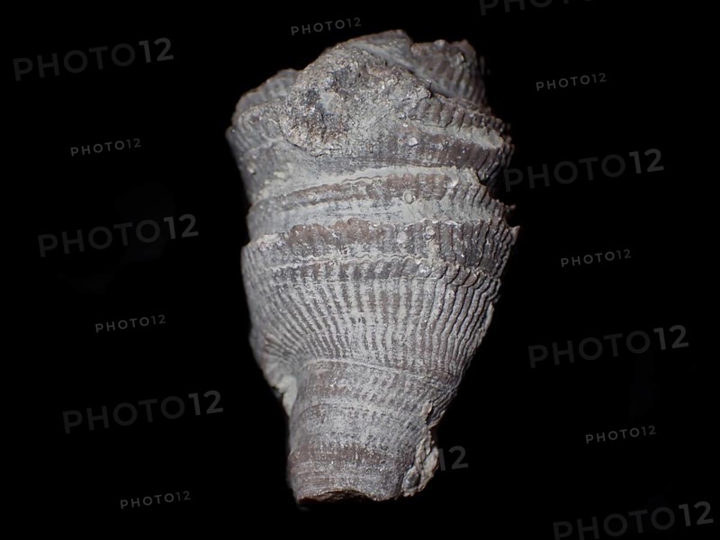 Fossil coral, petrification, cystiphyllum tenue, fossil, siluric around 430 million years old, Gotland Sweden