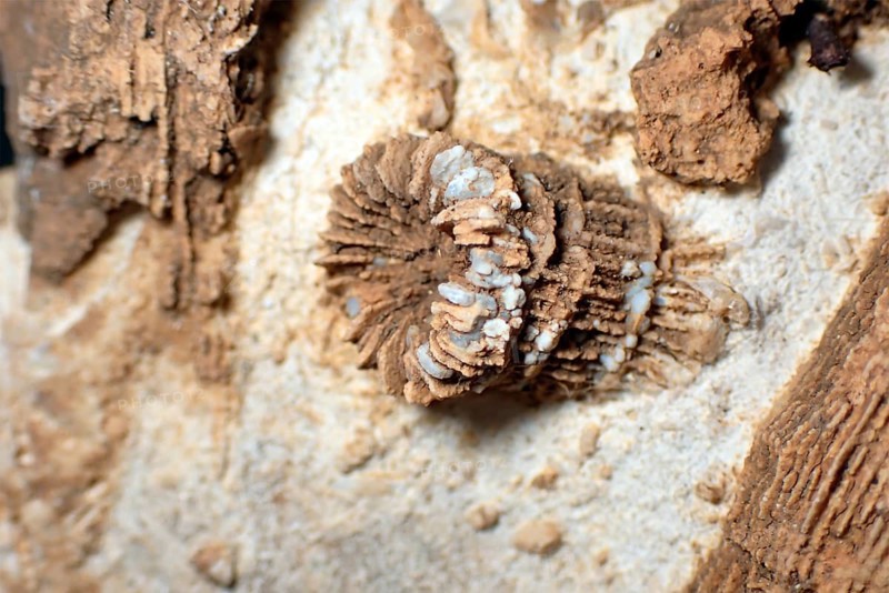 Fossil coral, petrification, Thecosmilia trichotoma., fossil, Malm, Jura, around 150 million years old, Nattheim, Baden-Württemberg, Germany