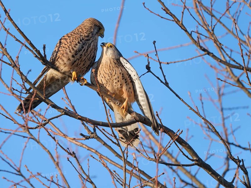 Pair of kestrels (Falco tinnunculus) cuddling. Berlin, Germany