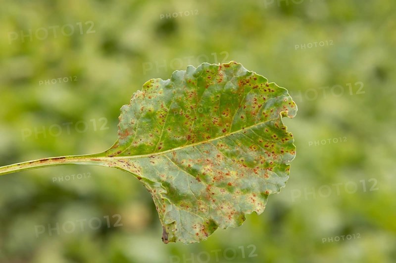Sugar beet (Beta vulgaris) leaf with Rust (Uromyces betae) fungal plant pathogen disease, England, United Kingdom