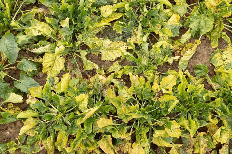 Sugar beet (Beta vulgaris) crop plants in a farm field infected with virus yellows plant pathogen, England, United Kingdom