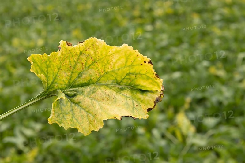 Sugar beet (Beta vulgaris) crop plant leaf in a farm field infected with virus yellows plant pathogen, England, United Kingdom
