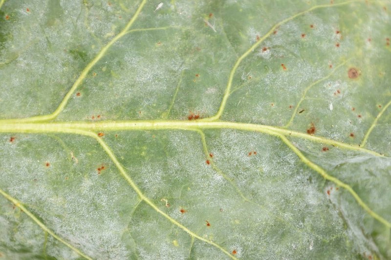 Sugar beet (Beta vulgaris) leaf with Rust (Uromyces betae) and Powdery mildew (fungal plant pathogen disease, England, United Kingdom