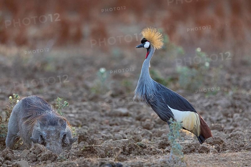 Crowned Crane (Balearica regulorum) and Worthog searching food South Luangwa NP Zambia August