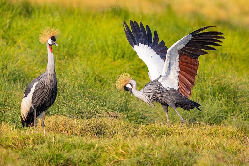 Crowned Crane (Balearica regulorum) courtship behavier South Luangwa NP Zambia August