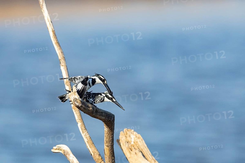 Pied Kingfisher (Ceryle rudis) mating Zambia August