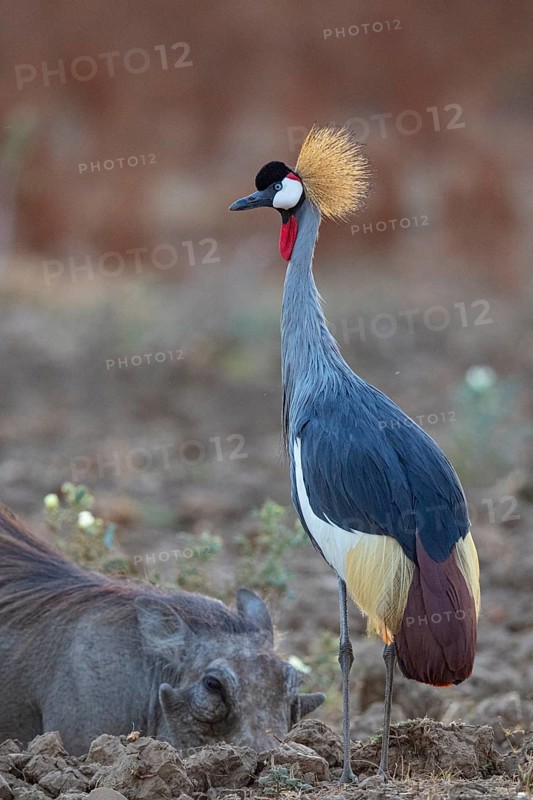 Crowned Crane (Balearica regulorum) and Worthog searching food South Luangwa NP Zambia August