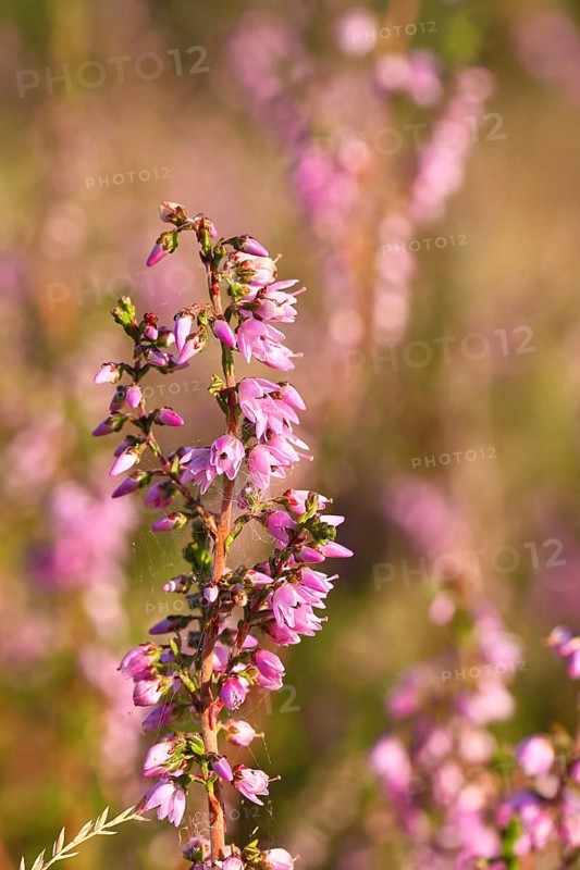 Flowering heather (Calluna vulgaris), heather, Trupacher Heide nature reserve, Siegen, North Rhine-Westphalia, Germany