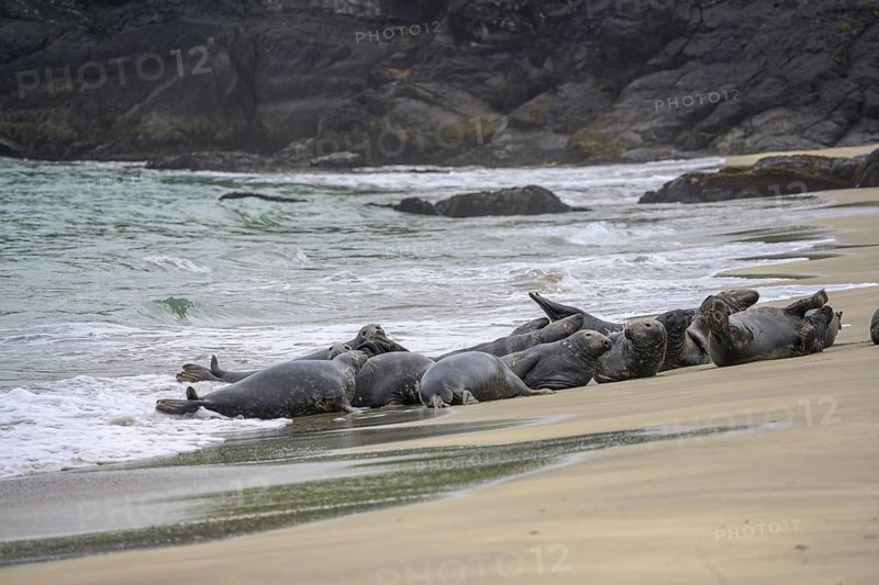 Seals on the beach, Great-Blasket Island, Dunquin, Kerry, Ireland