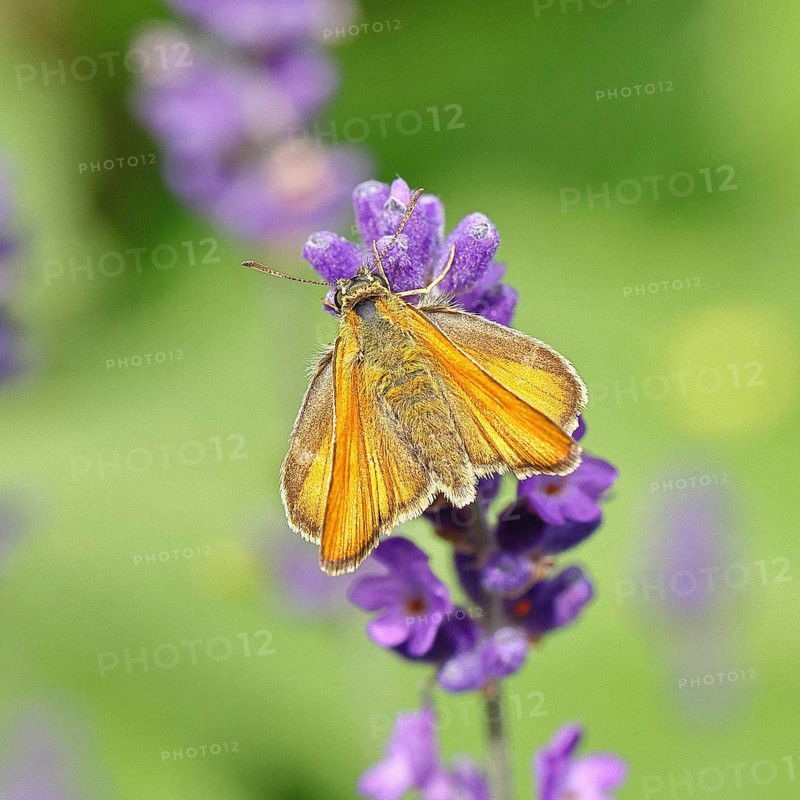 Large skipper (Ochlodes venatus), collecting nectar from a flower of Common lavender (Lavandula angustifolia), close-up, macro photograph, Wilnsdorf, North Rhine-Westphalia, Germany