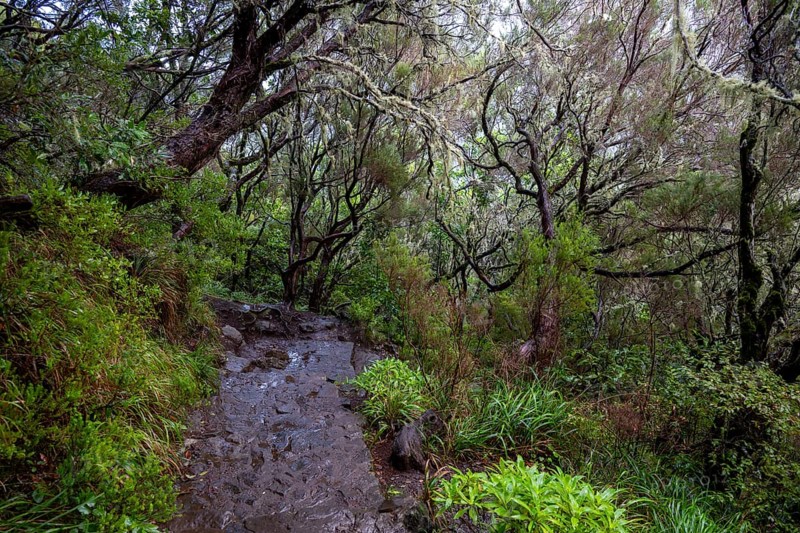 PR6 hiking trail to the 25 springs, along water channel, Levada das 25 Fontes, laurel forest, Rabacal nature reserve, Madeira, Portugal