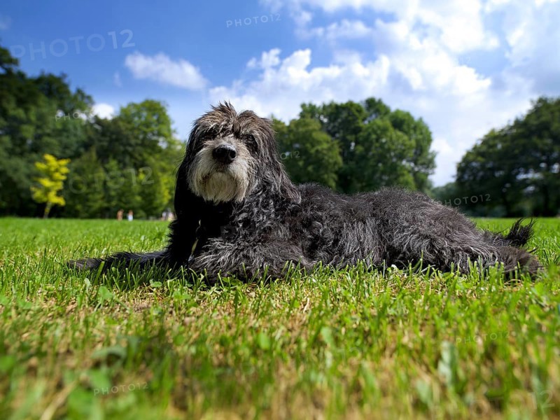 Mischlingshund lying in the grass, Englischer Garten, Munich, Bavaria, Germany
