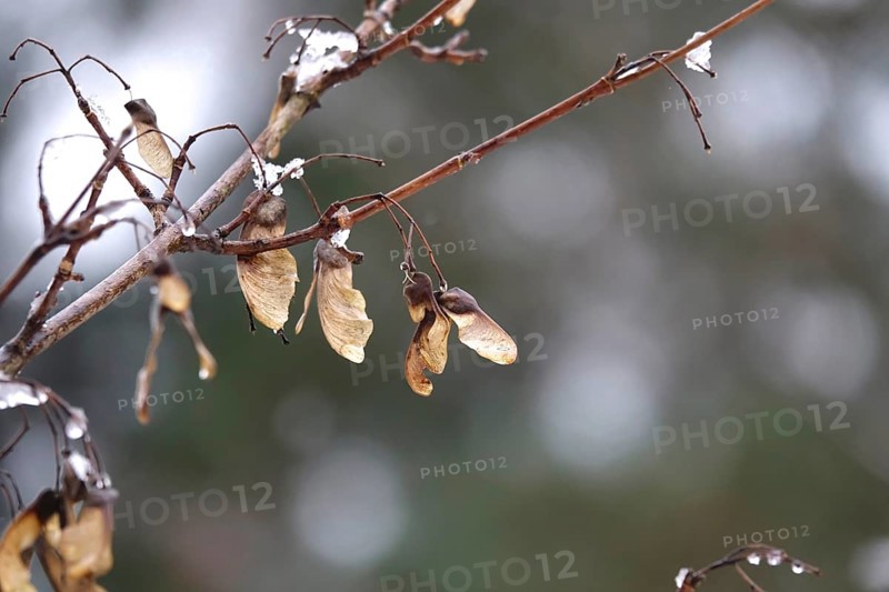 Maple with water drops, late autumn, Germany