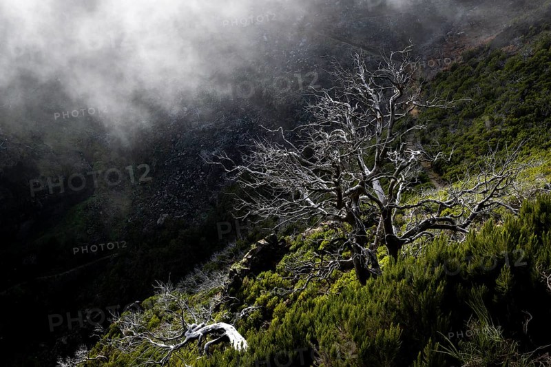 Burnt trees in fog, along hiking trail PR 1, 2 to Pico Ruivo, fog, Madeira, Portugal