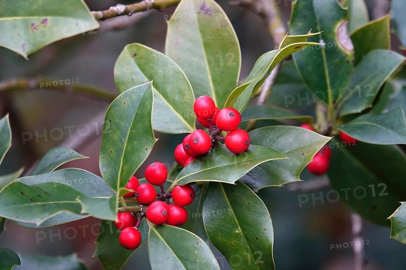 Ilex, late autumn, Germany