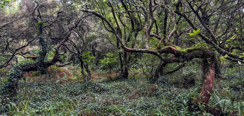 Laurel trees (Ocotea foetens) overgrown with moss and plants, old laurel forest, Laurisilva, Madeira, Portugal