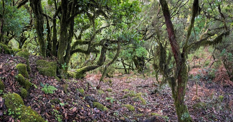 Laurel trees (Ocotea foetens) overgrown with moss and plants, old laurel forest, Laurisilva, Madeira, Portugal