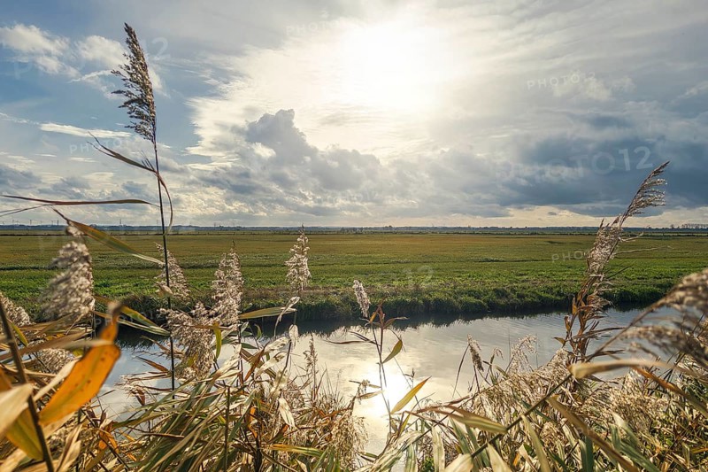 Moist meadows with reeds in the evening sun with the Hunte at Dümmer See, Lower Saxony