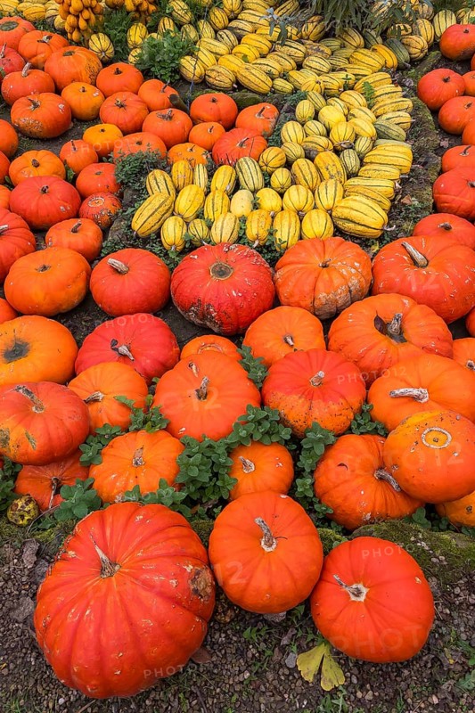 Decoration with pumpkins on a farm