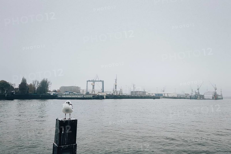 Cloudy morning mood with seagull at the piers, St. Pauli, Hamburg, Germany