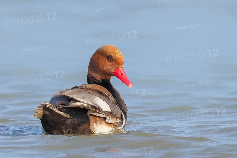 Red-crested pochard (Netta rufina), male, swimming in water, wildlife, animals, duck, Ziggsee, Lake Neusiedl National Park, Seewinkel, Burgenland, Austria