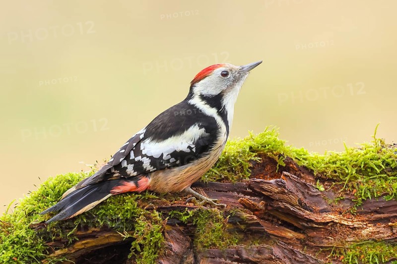 Middle spotted woodpecker (Dendrocopos medius), male sitting on an old branch overgrown with moss, Wildlife, Animals, Birds, Woodpeckers, Siegerland, North Rhine-Westphalia, Germany