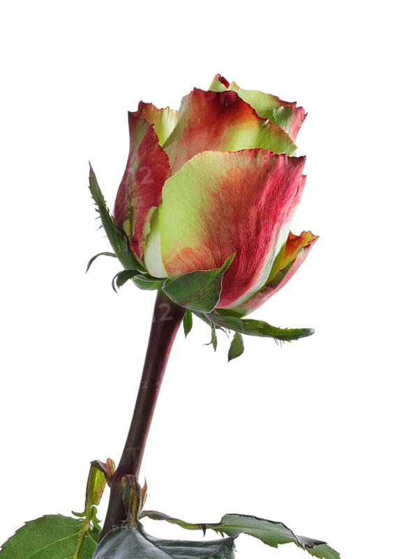 Hybrid rose (Rosa hybrida)