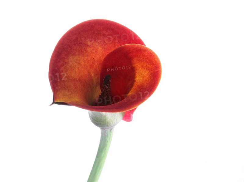 Pink Calla, Rehmann Calla (Zantedeschia rehmannii)
