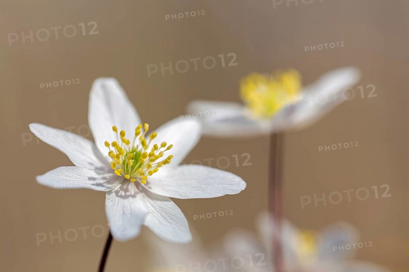 Wood anemone / European thimbleweed (Anemone nemorosa) close-up of white flower showing yellow stamen blooming in spring forest