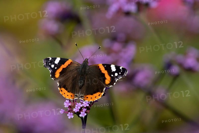 Red admiral butterfly (Vanessa atalanta) adult insect feeding on garden purple Verbena flowers in the summer, England, United Kingdom