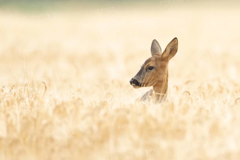 Roe deer (Capreolus capreolus) adult animal female doe in a farmland barley field in summer, England, United Kingdom