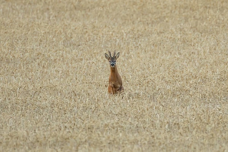 Roe deer (Capreolus capreolus) adult animal male roebuck running in a farmland wheat field in summer, England, United Kingdom
