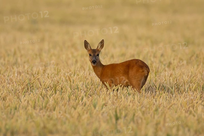Roe deer (Capreolus capreolus) adult animal female doe in a farmland wheat field in summer, England, United Kingdom