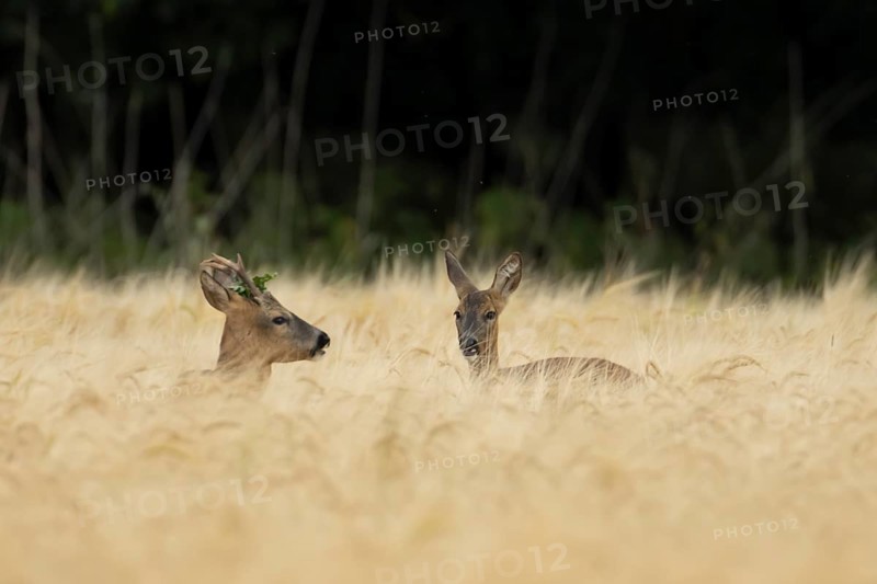 Roe deer (Capreolus capreolus) adult male roebuck and female doe two animals in a farmland barley field in summer, England, United Kingdom