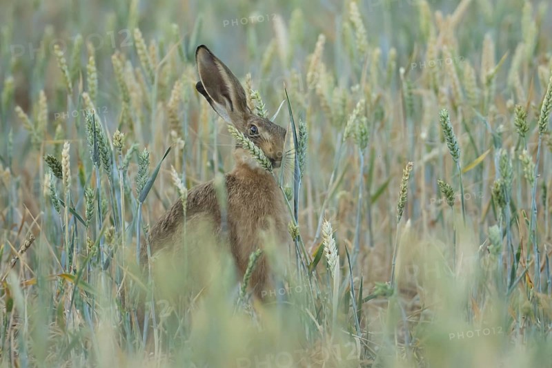 European brown hare (Lepus europaeus) adult animal feeding on a wheat sheath in a farmland field in summer, England, United Kingdom