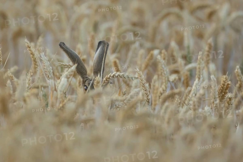 European brown hare (Lepus europaeus) adult animal in a farmland wheat field in summer, England, United Kingdom