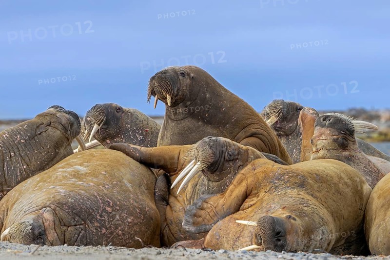 Atlantic walruses (Odobenus rosmarus) colony resting at terrestrial haulout / haul-out on beach along the coast of Svalbard / Spitsbergen in summer