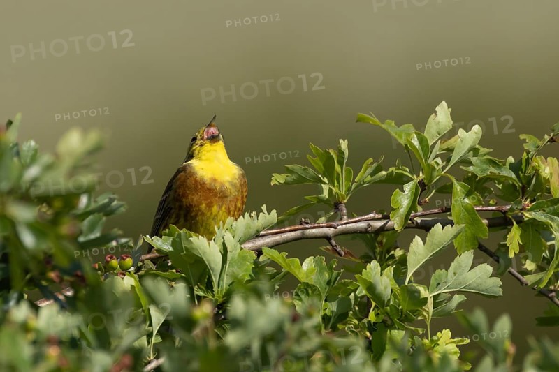 Yellowhammer (Emberiza citrinella) adult male bird singing in a hawthorn hedgerow in summer, England, United Kingdom