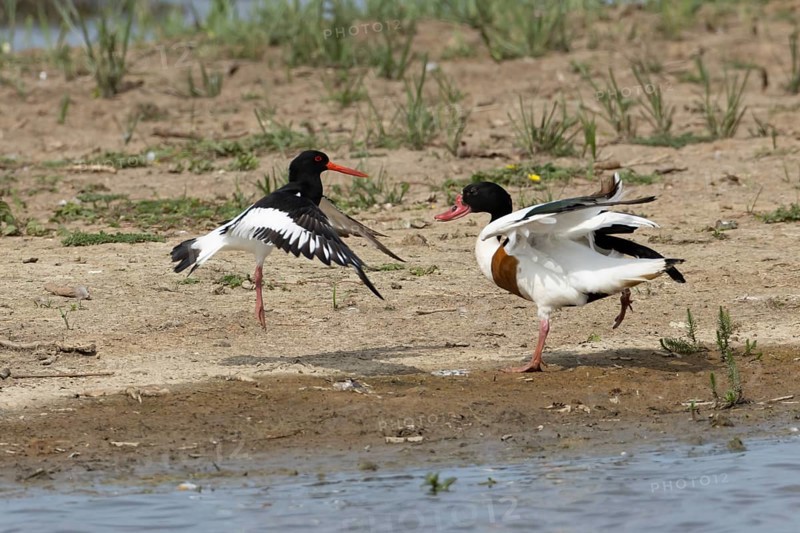 Eurasian oystercatcher (Haematopus ostralegus) adult wading bird fighting with a Shelduck (Tadorna tadorna) on an island in summer, RSPB Minsmere nature reserve, Suffolk, England, United Kingdom