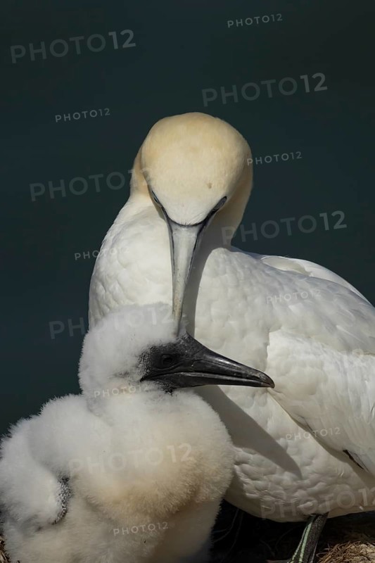 Northern gannet (Morus bassanus) adult parent bird and juvenile baby chick seabirds on a nest on a coastal cliff top in summer, RSPB Bempton cliffs nature resevre, Yorkshire, England, United Kingdom