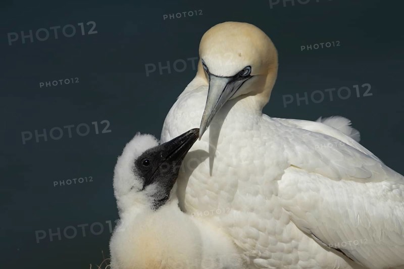 Northern gannet (Morus bassanus) adult parent bird and juvenile baby chick seabirds on a nest on a coastal cliff top in summer, RSPB Bempton cliffs nature resevre, Yorkshire, England, United Kingdom