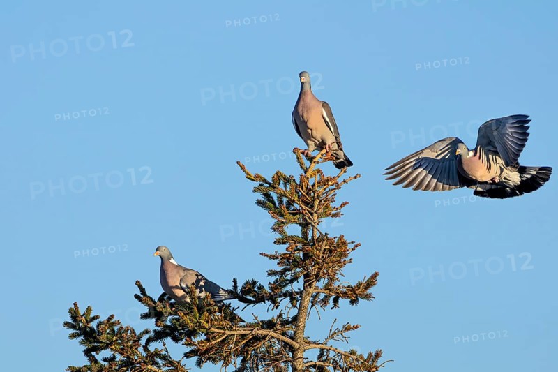 Wood pigeon (Columba palumbus) attacking an intruder, confrontation, courtship behaviour, aerial fight, Denmark