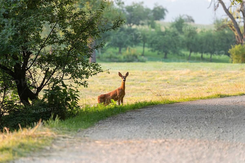 Deer and fawn cross the forest trail at sunset