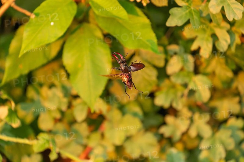 Stag beetle hovers in the trees of the Voralb at sunset