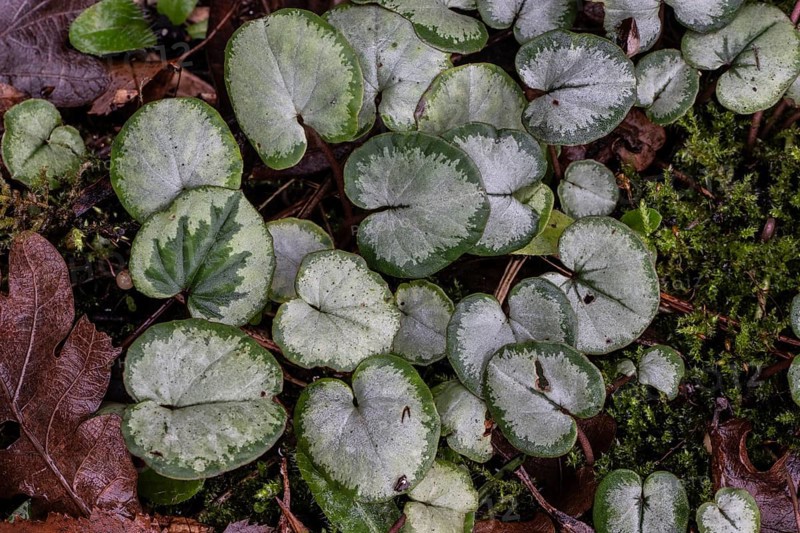 Early spring cyclamen (Cyclamen coum), Emsland, Lower Saxony, Germany